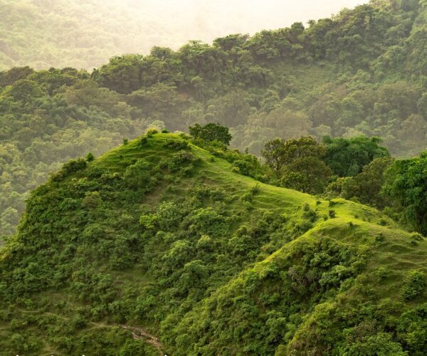 Replanting Trees on Mountain Slopes Needed To Improve the Environment