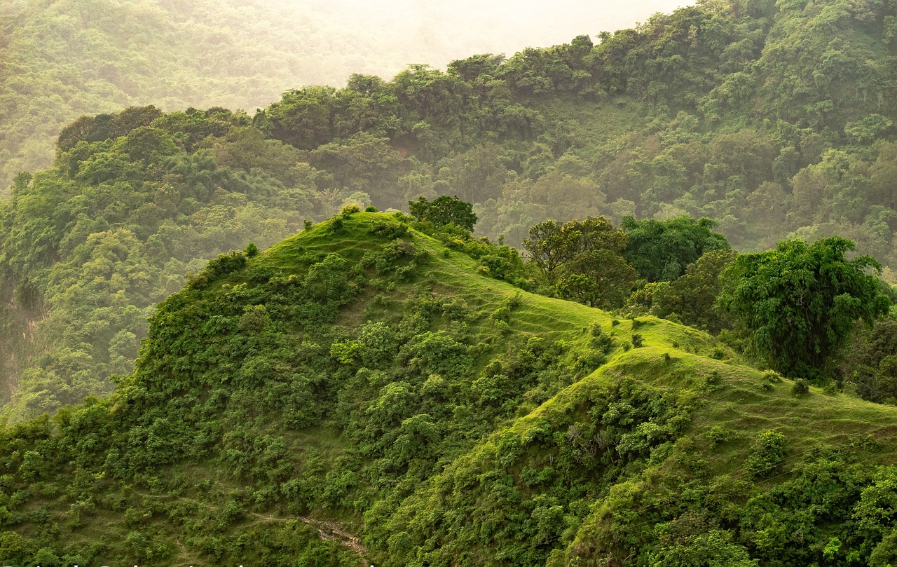 You are currently viewing Replanting Trees on Mountain Slopes Needed To Improve the Environment